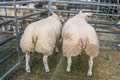 Champion Lambs Beltex x-4